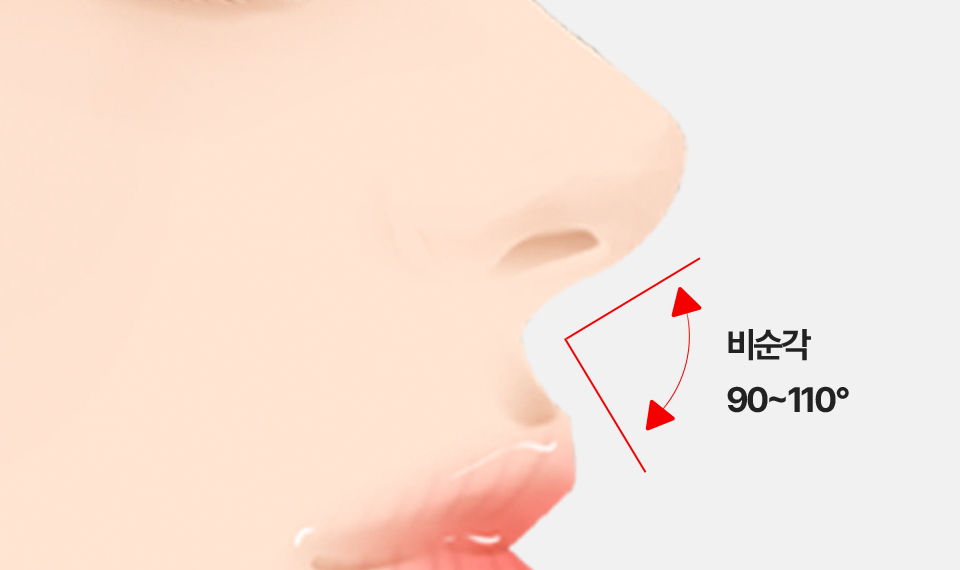 코 옆모습에서 확인하는 비순각 90도에서 110도 구조