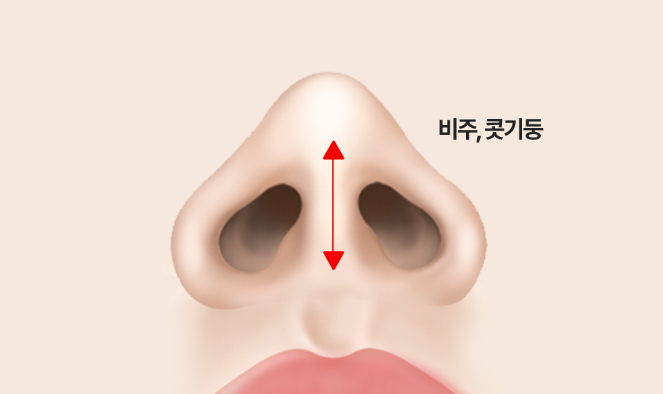정면에서 확인하는 비주와 콧기둥 위치